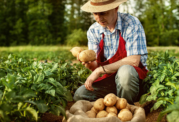 Vinegar to Keep Potatoes From Falling Apart: The&hellip;