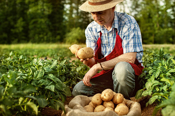 Vinegar to Keep Potatoes From Falling Apart: The Firm Spud Hack 3 Vinegar to Keep Potatoes From Falling Apart: The Firm Spud Hack