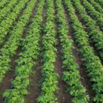 This Is A Secret, Why do potatoes turn grey after cooking