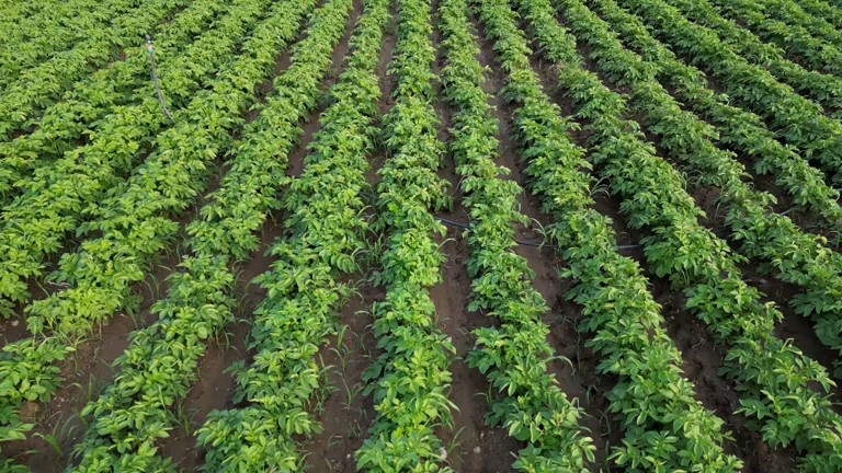 This Is A Secret, Why do potatoes turn grey after cooking