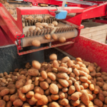 Why Potatoes Wont Soften in Stew: The Science & The Fix