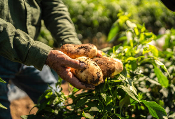 Freezing Raw Potatoes vs Blanched: The Crispy Truth