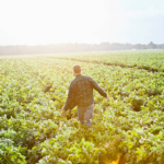 How to Grate Potatoes Without Knuckles: A Blood-Free Guide